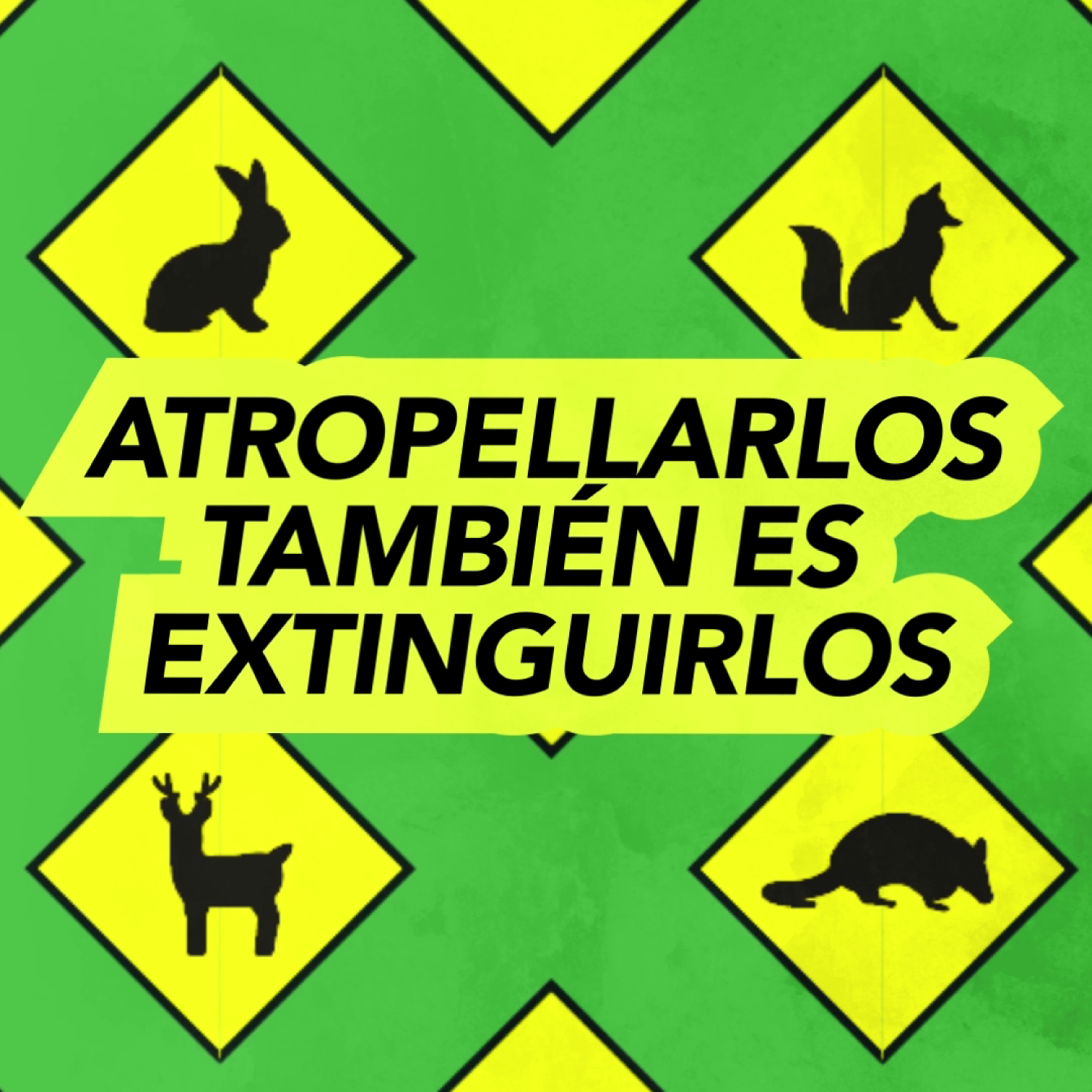 Atropellamiento de fauna Una problemática que amenaza la fauna de